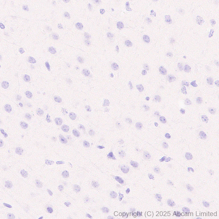 Immunohistochemistry (Formalin/PFA-fixed paraffin-embedded sections) - Anti-MafA antibody [EPR30417-538] - BSA and Azide free (AB324879)