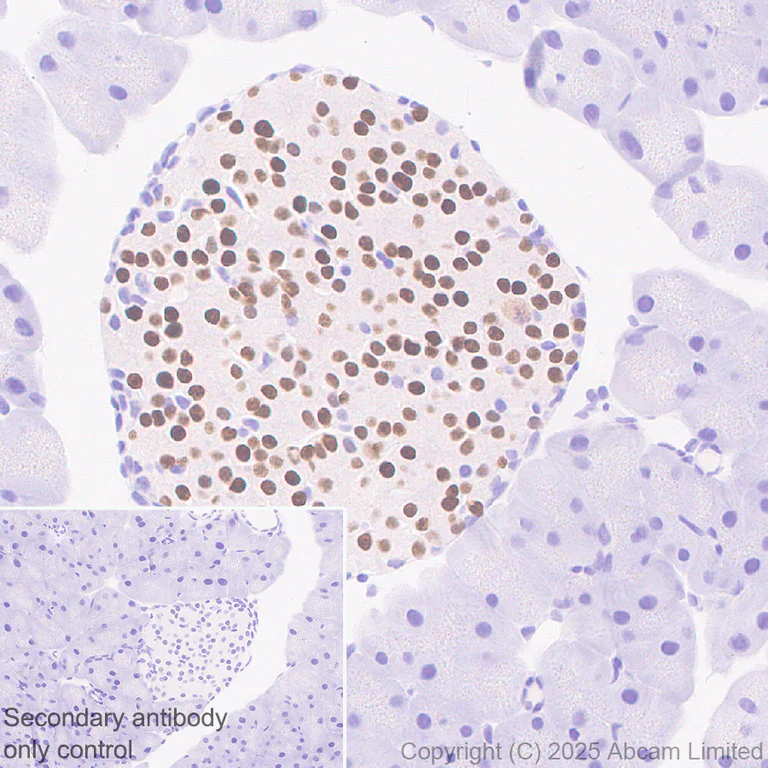 Immunohistochemistry (Formalin/PFA-fixed paraffin-embedded sections) - Anti-MafA antibody [EPR30417-538] - BSA and Azide free (AB324879)