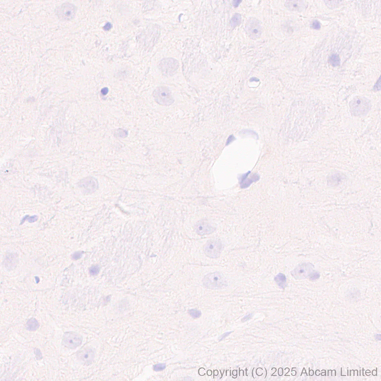Immunohistochemistry (Formalin/PFA-fixed paraffin-embedded sections) - Anti-MafA antibody [EPR30417-538] - BSA and Azide free (AB324879)