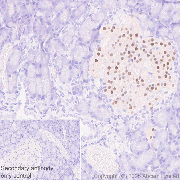 Immunohistochemistry (Formalin/PFA-fixed paraffin-embedded sections) - Anti-MafA antibody [EPR30417-538] - BSA and Azide free (AB324879)