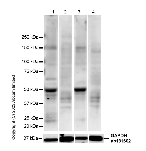 Western blot - Anti-MafA antibody [EPR30417-538] - BSA and Azide free (AB324879)