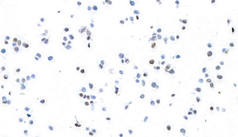 Immunocytochemistry - Anti-MafB antibody [BLR046F] - BSA free (AB243902), expandable thumbnail