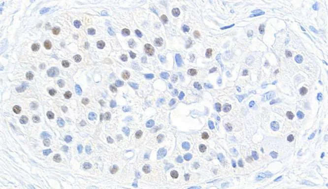 Immunohistochemistry (Formalin/PFA-fixed paraffin-embedded sections) - Anti-MafB antibody [BLR046F] - BSA free (AB243902)