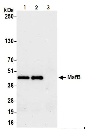 Immunoprecipitation - Anti-MafB antibody [BLR046F] - BSA free (AB243902)