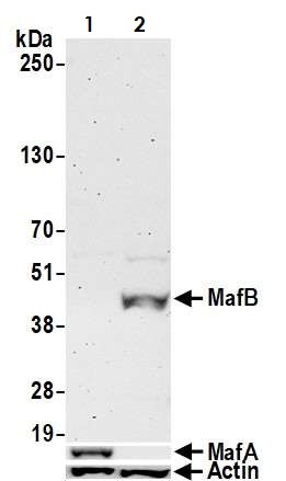 Western blot - Anti-MafB antibody [BLR046F] - BSA free (AB243902), expandable thumbnail