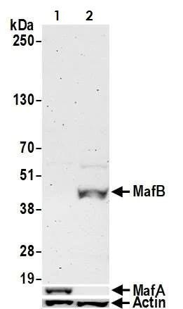 Western blot - Anti-MafB antibody [BLR046F] - BSA free (AB243902)