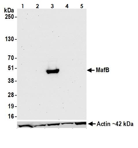 Western blot - Anti-MafB antibody [BLR046F] - BSA free (AB243902), expandable thumbnail