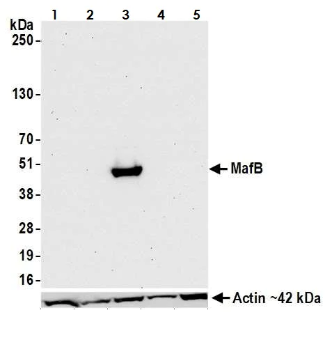 Western blot - Anti-MafB antibody [BLR046F] - BSA free (AB243902)