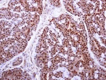 Immunohistochemistry (Formalin/PFA-fixed paraffin-embedded sections) - Anti-MAFF antibody (AB183859)