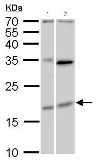 Western blot - Anti-MAFF antibody (AB183859)