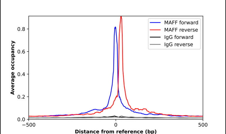 ChIP - Anti-MAFF Antibody (AB327240)