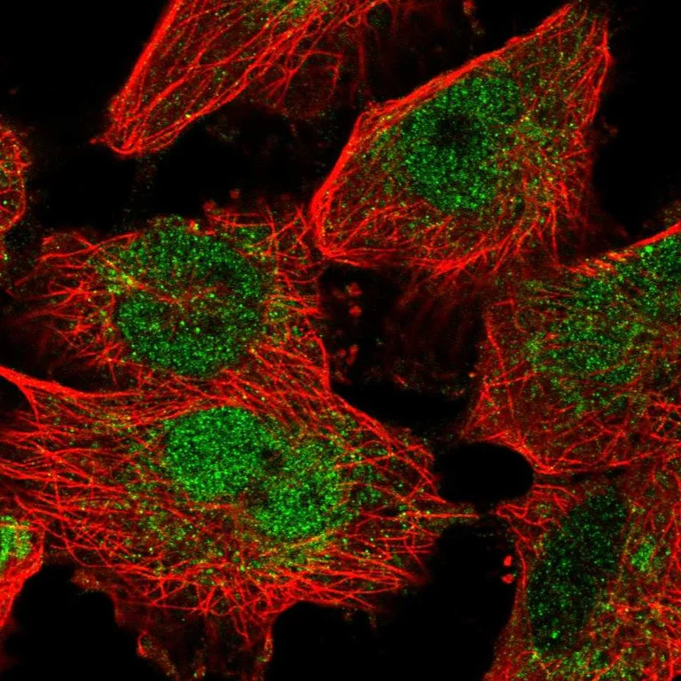 Immunocytochemistry/ Immunofluorescence - Anti-MAFF Antibody (AB327240)