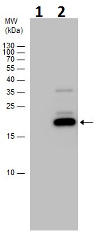 Western blot - Anti-MAFF antibody - N-terminal (AB227721), expandable thumbnail