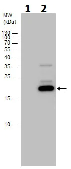 Western blot - Anti-MAFF antibody - N-terminal (AB227721)