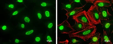 Immunocytochemistry/ Immunofluorescence - Anti-MAFG antibody (AB154318)