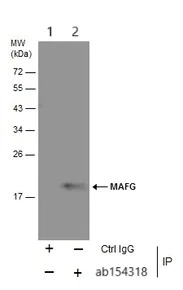 Immunoprecipitation - Anti-MAFG antibody (AB154318)