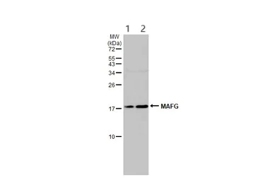 Western blot - Anti-MAFG antibody (AB154318)