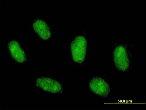 Immunocytochemistry/ Immunofluorescence - Anti-MAFG antibody (AB168453)