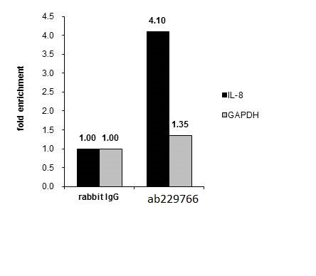 ChIP - Anti-MAFK antibody (AB229766)