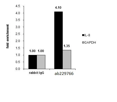 ChIP - Anti-MAFK antibody (AB229766)