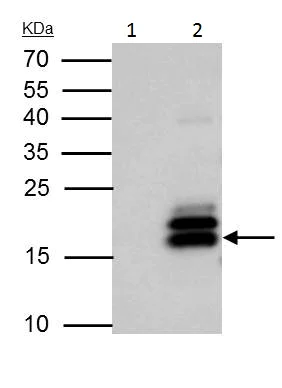 Immunoprecipitation - Anti-MAFK antibody (AB229766)
