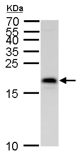 Western blot - Anti-MAFK antibody (AB229766)