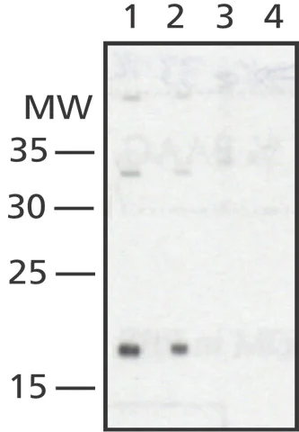 Western blot - Anti-MAFK antibody (AB50322)