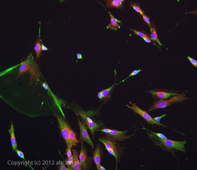 Immunocytochemistry - Anti-MAG/GMA antibody [3C7] - BSA and Azide free (AB89780), expandable thumbnail