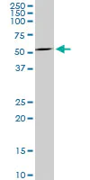 Western blot - Anti-MAG/GMA antibody [3C7] - BSA and Azide free (AB89780)