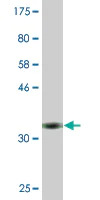 Western blot - Anti-MAG/GMA antibody [3C7] - BSA and Azide free (AB89780)