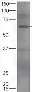 Western blot - Anti-MAG/GMA antibody (AB203060), expandable thumbnail