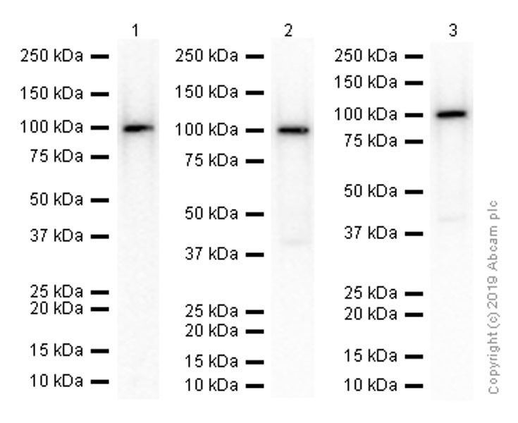Western blot - Anti-MAG/GMA antibody [EP971Y] - BSA and Azide free (AB247304), expandable thumbnail