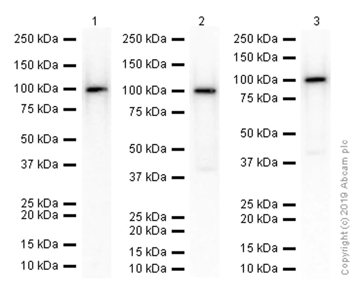 Western blot - Anti-MAG/GMA antibody [EP971Y] - BSA and Azide free (AB247304)