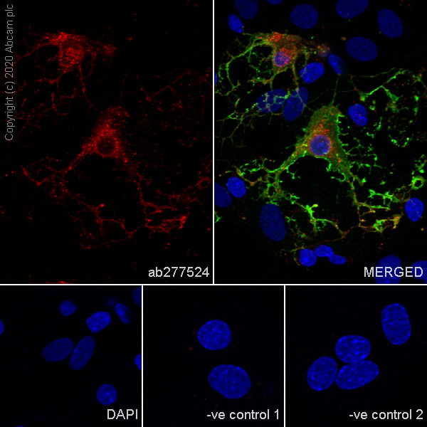 Immunocytochemistry/ Immunofluorescence - Anti-MAG/GMA antibody [EPR24276-125] (AB277524), expandable thumbnail