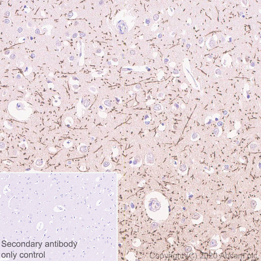 Immunohistochemistry (Formalin/PFA-fixed paraffin-embedded sections) - Anti-MAG/GMA antibody [EPR24276-125] (AB277524), expandable thumbnail