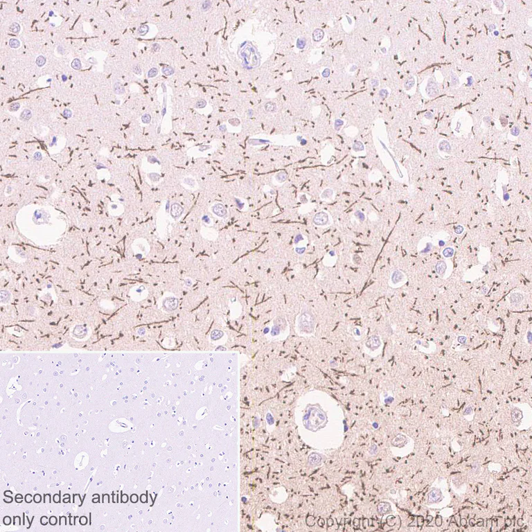 Immunohistochemistry (Formalin/PFA-fixed paraffin-embedded sections) - Anti-MAG/GMA antibody [EPR24276-125] (AB277524)