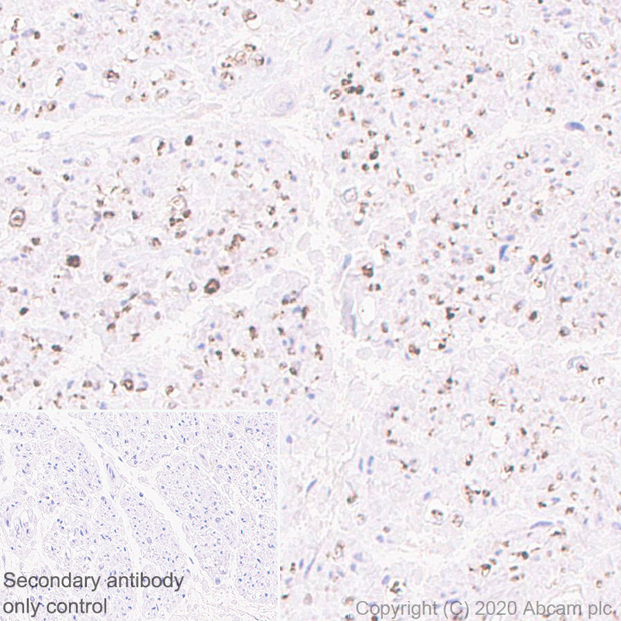 Immunohistochemistry (Formalin/PFA-fixed paraffin-embedded sections) - Anti-MAG/GMA antibody [EPR24276-125] (ab277524), expandable thumbnail