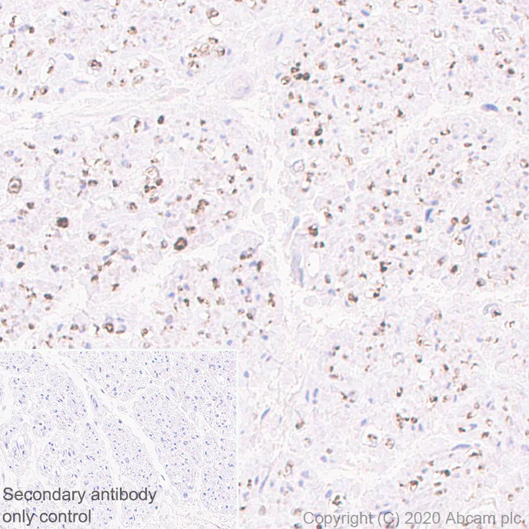 Immunohistochemistry (Formalin/PFA-fixed paraffin-embedded sections) - Anti-MAG/GMA antibody [EPR24276-125] (AB277524)