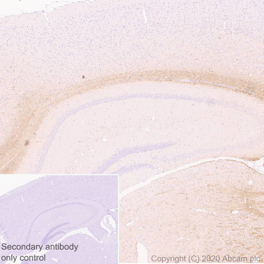 Immunohistochemistry (Formalin/PFA-fixed paraffin-embedded sections) - Anti-MAG/GMA antibody [EPR24276-125] (ab277524), expandable thumbnail