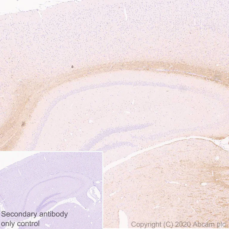 Immunohistochemistry (Formalin/PFA-fixed paraffin-embedded sections) - Anti-MAG/GMA antibody [EPR24276-125] (AB277524)