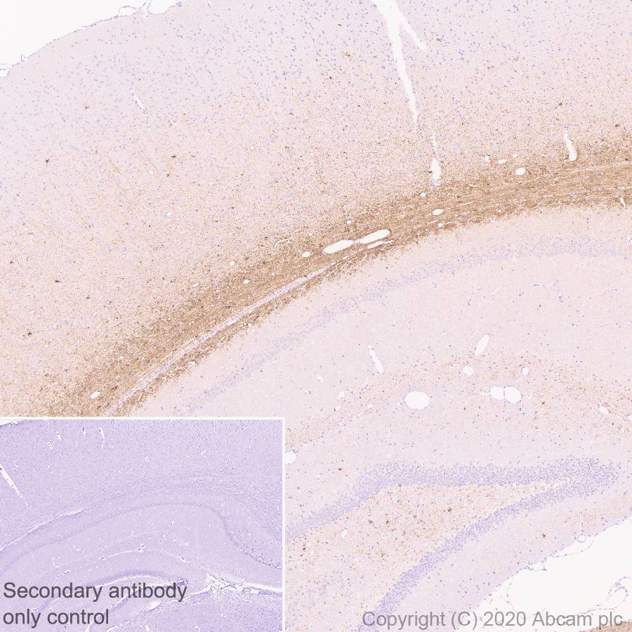 Immunohistochemistry (Formalin/PFA-fixed paraffin-embedded sections) - Anti-MAG/GMA antibody [EPR24276-125] (ab277524), expandable thumbnail