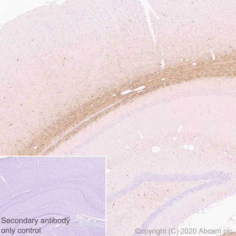 Immunohistochemistry (Formalin/PFA-fixed paraffin-embedded sections) - Anti-MAG/GMA antibody [EPR24276-125] (AB277524)
