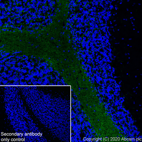 Immunohistochemistry (Frozen sections) - Anti-MAG/GMA antibody [EPR24276-125] (ab277524), expandable thumbnail