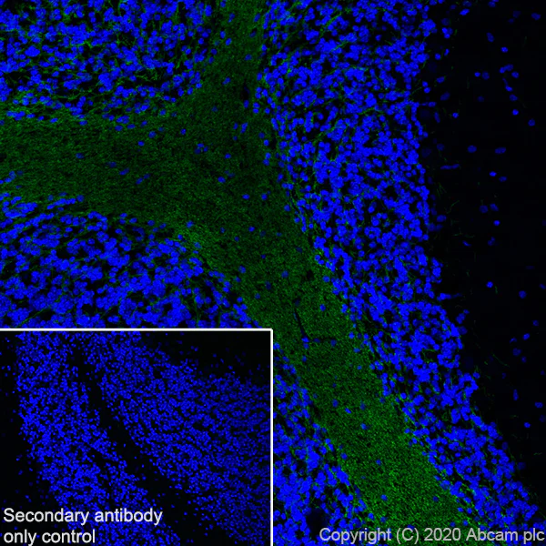 Immunohistochemistry (Frozen sections) - Anti-MAG/GMA antibody [EPR24276-125] (AB277524)