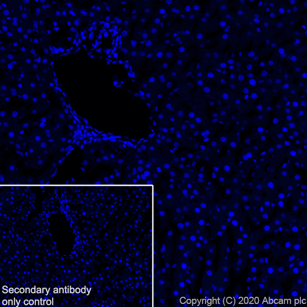 Immunohistochemistry (Frozen sections) - Anti-MAG/GMA antibody [EPR24276-125] (ab277524), expandable thumbnail