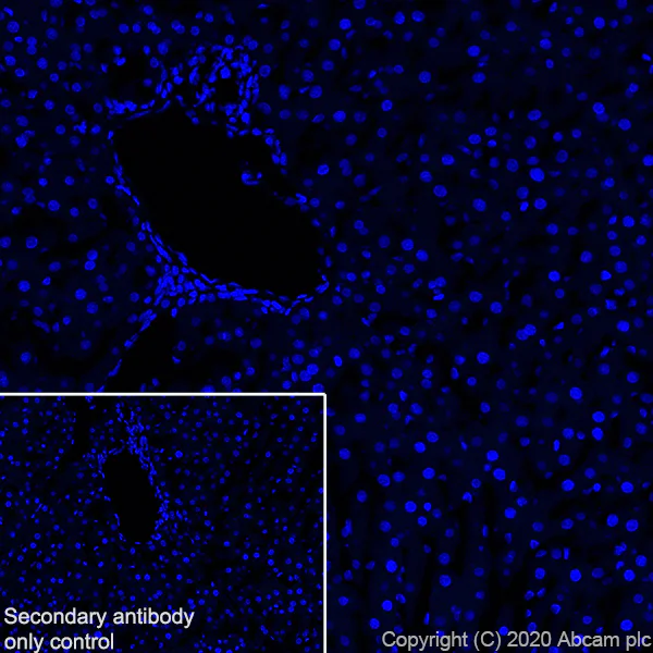 Immunohistochemistry (Frozen sections) - Anti-MAG/GMA antibody [EPR24276-125] (AB277524)