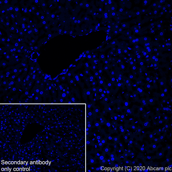 Immunohistochemistry (Frozen sections) - Anti-MAG/GMA antibody [EPR24276-125] (ab277524), expandable thumbnail