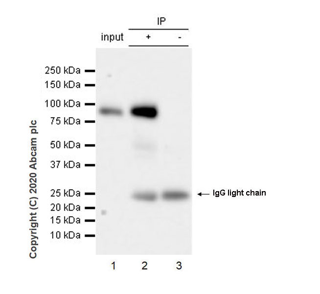 Immunoprecipitation - Anti-MAG/GMA antibody [EPR24276-125] (AB277524), expandable thumbnail