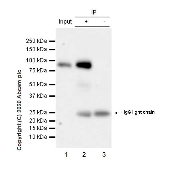 Immunoprecipitation - Anti-MAG/GMA antibody [EPR24276-125] (AB277524)