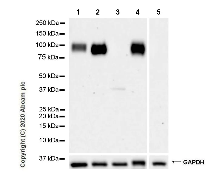Western blot - Anti-MAG/GMA antibody [EPR24276-125] (AB277524)